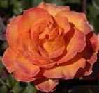 unknow artist Orange Rose